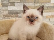 BKH-Kitten - Kirn