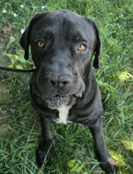 Hádi - sanfter Riese sucht Zuhause - Süderbrarup