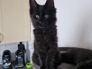 Maine Coon Kitten darf ausziehen - Osnabrück