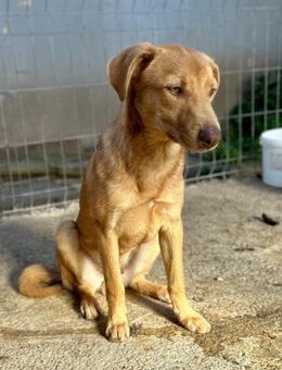 Tobi ist sanft und schmusebedürftig - Großefehn