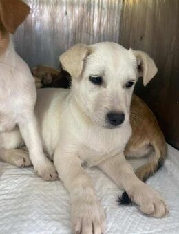 B733 ist froh zu leben - Neuberg