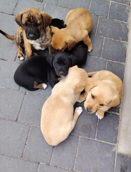 ❤️ Zwei kleine Hundemädchen suchen ein liebevolles Zuhause ❤️ - Hamburg Bergedorf