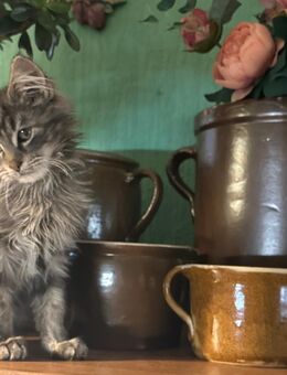 Maine Coon Katerchen Alec und Denny - Bad Langensalza