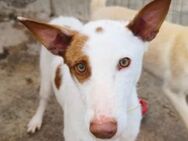 Neo ein wunderschöner Podenco - Berlin