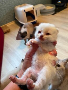 BK Kitten - Gotha