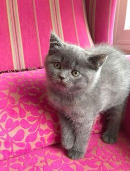 BKH Britisch Kitten BLUE - Gladbeck