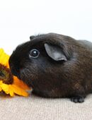 Meerschweinchen Kastrat *Fiete* in solid goldagouti in 08451
