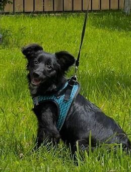 Sophie zuhause gesucht - Mühlacker Zentrum