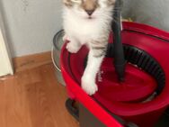 Katzen Babys 12 Wochen alt - Dortmund Huckarde