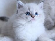 Wunderschöne Masquarade Kitten mit Stammbaum - Auerbach (Vogtland)