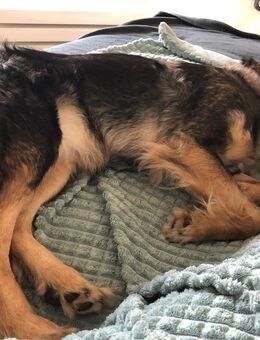 Collie Mix sucht - Schuby