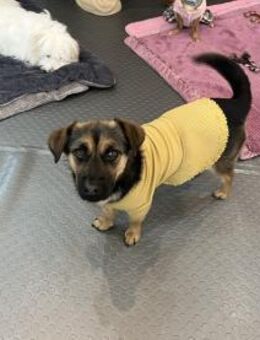 kleine Charlotte sucht ein Zuhause - Ebstorf (Klosterflecken)