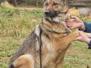 Sandy❤️sucht Pflege- oder Endstelle - Rott (Inn)