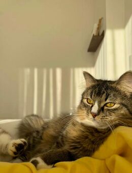 Männlicher Kater sucht neues Zuhause - Berlin Spandau
