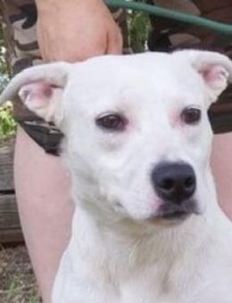 AFRODITA sucht Zuhause - Gefrees