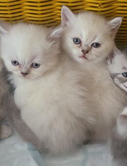 ⚜️ EDELKATZEN BRITISH KURZHAAR/Chinchilla 🐱🐈🐈 ABGABEBEREIT⭕️ blaue Augen - Berlin Steglitz-Zehlendorf