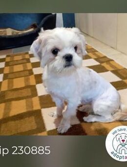 Chip 230885: Sucht ein Zuhause - Kirchzell