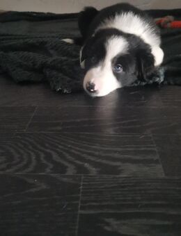 Border Australien Shepherd Mix - Kirkel