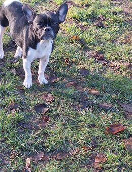 Französische Bulldogge Mix - Schloß Holte-Stukenbrock Schloß Holte