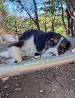 Loara möchte Tierheim verlassen - Schwabach