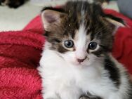 Maine Conn Kitten suchen ein Zuhause 🍀❤️ - Winsen (Luhe)