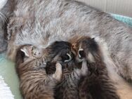 Baby Katzen - Nürtingen