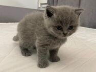 Reinrassige Britisch Kurzhaar Kitten abzugeben