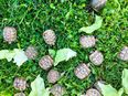 Griechische Landschildkröten in 34560