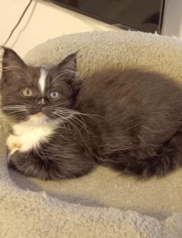 Süße Maine-Coon - Ragdoll Mix Katzenbabys, Babykatzen, Kitten, Katzen Perserkatze, cats - Berlin Steglitz-Zehlendorf