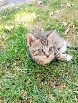 Kätzchen /Kitten - Rahden