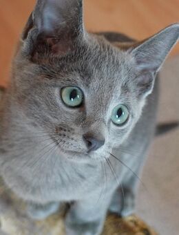 Reinrassige Russisch Blau Kitten mit Stammbaum (Abgabebereit) - Osnabrück