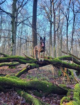 Mali Dame - Rheda-Wiedenbrück