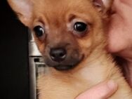 Zuckersüße Chihuahua-Mix Welpen - Selters (Westerwald)