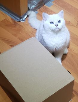 Britisch Kurzhaar Kater BLUE eyes 5 Monate alt - Recklinghausen