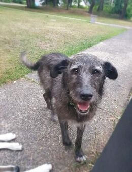 Verschmuster Murphy sucht ein Zuhause - Neuberg