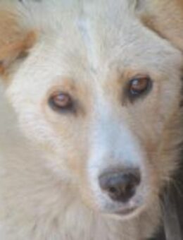 Finley, mit dem starken Blick 🐾 - Elsdorf (Nordrhein-Westfalen)