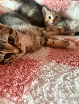 Kitten suchen ein liebevolles Zuhause 💞 - Niederfell