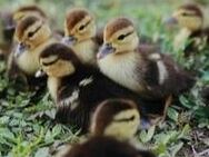 Stockenten, Wildenten abzugeben - Talkau