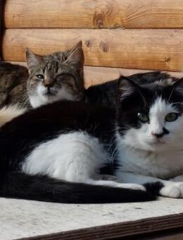 Ruhige Viona sucht Zuhause - Bergkirchen