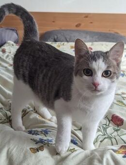 Luna und Luis gemeinsames Glück? - Balingen