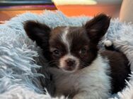Chihuahua Welpe - Bedburg Zentrum