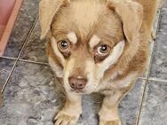 Kleine Sissi sucht Kuschelkörbchen - Leonberg (Baden-Württemberg)