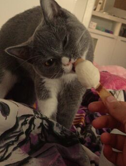 Bıcolor Britisch Kurzhaar Katze+elektrischer Katzenklo+Kratzbaum - Stadtallendorf