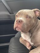 American pocket bulld "tyson" sucht neues zuhause in 41849