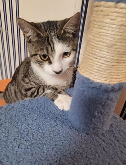 Baby-hauskatze zu verkaufen - Wiesbaden Kastel