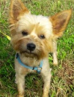 Bibi ein Yorkie mit großem Herzen - Lippetal
