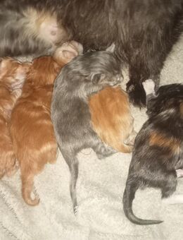 Reinrassige Maine Coon Kitten - Minden Stemmer