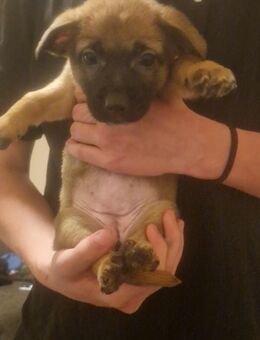 Welpen Mischlinge - Höhr-Grenzhausen