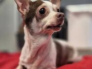 💞Lena 💞10-jährige Chihuahua - Kassel