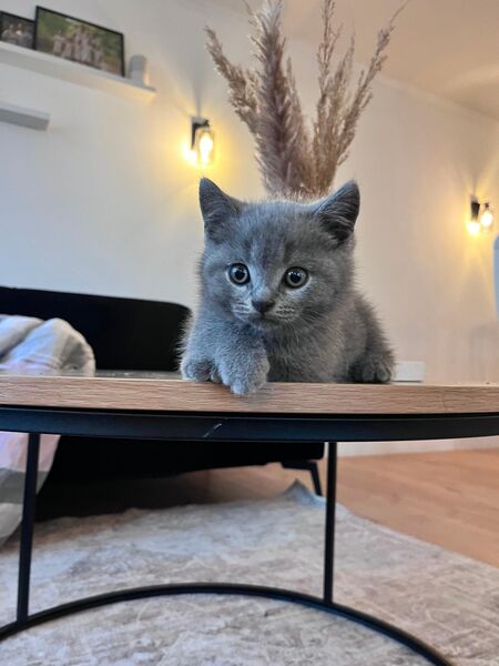 BKH Britsch Kurzhaar Kitten - Ruppichteroth